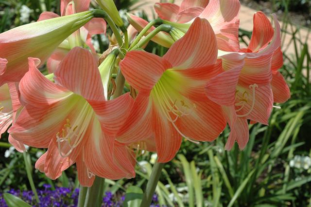 There are some wonderful new shades of hippeastrum