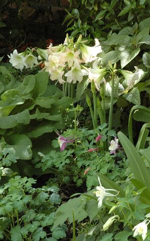 As they grow indoors, amaryllis will flower in a semi-shady spot in the garden