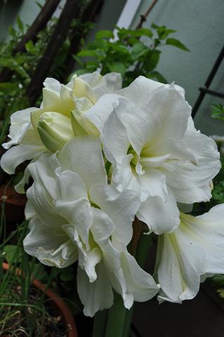 One of the newer double white varieties of amaryllis