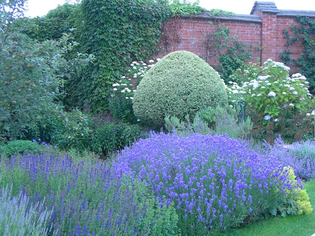 lavender bushes -- growing lavender - how to grow lavender