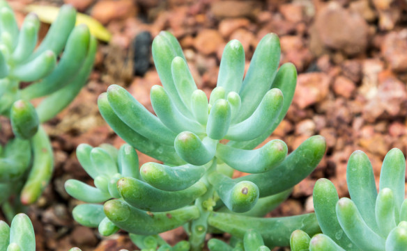succulents anyone can grow