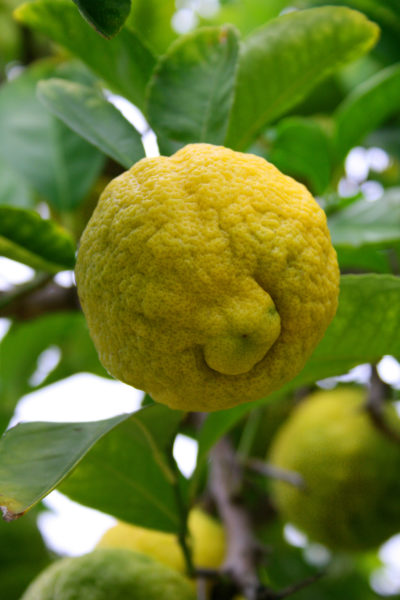 Cape-rough-skinned-lemon - growing lemons