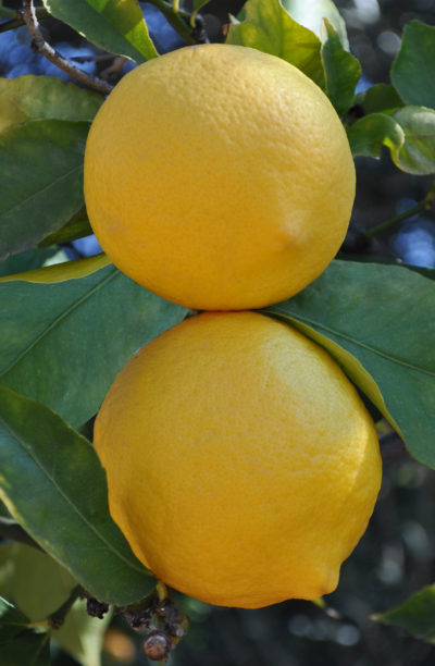 Eureka - growing lemons