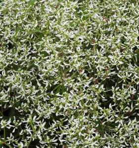 Flowering Euphorbia