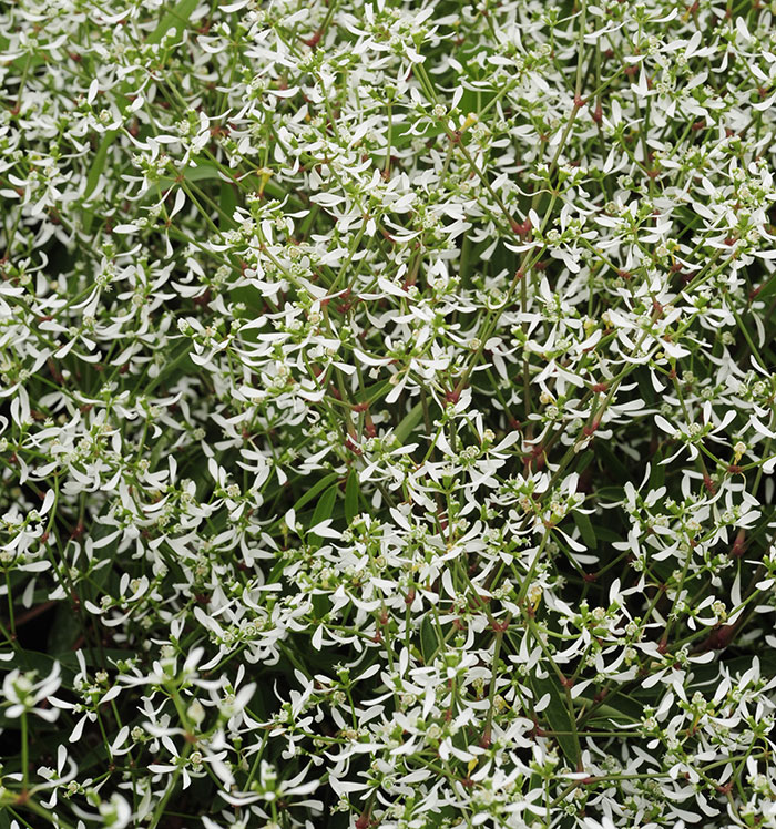 Flowering Euphorbia - best value plants