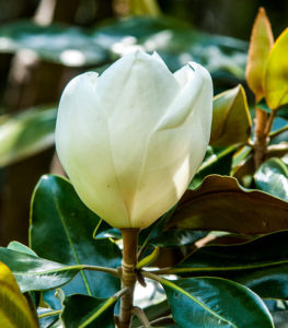 Magnolia grandiflora ‘Little Gem’
