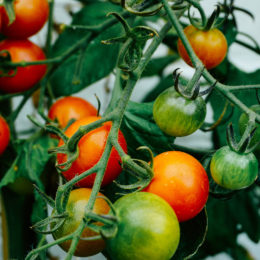 cherry tomatoes - self seeding vegetables and herbs - urban gardening