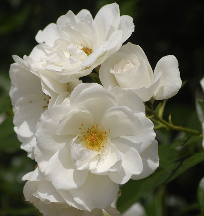 ‘Iceberg’ Floribunda Rose - best value plants
