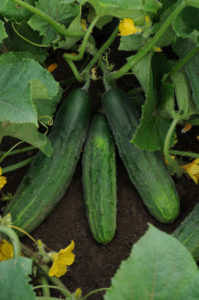 Zucchini - vegetables and herbs for small spaces