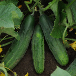 Zucchini - vegetables and herbs for small spaces