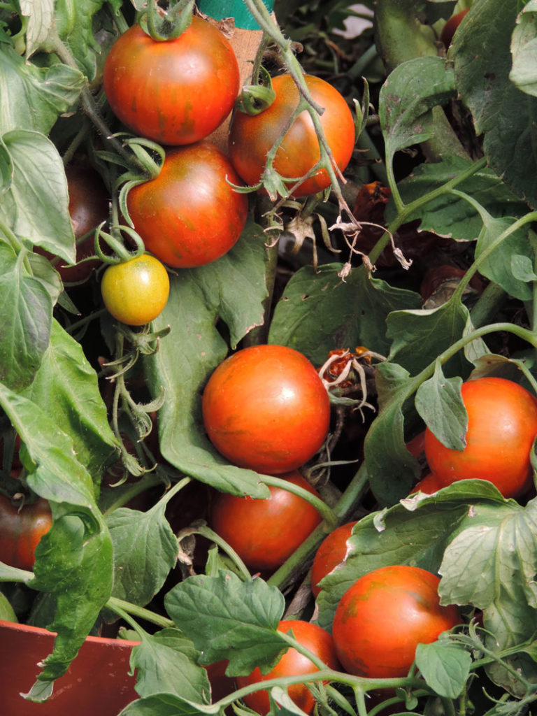 TOMATO ‘RAMBLING RED STRIPE’ -- vegetables and herbs for small spaces container gardening