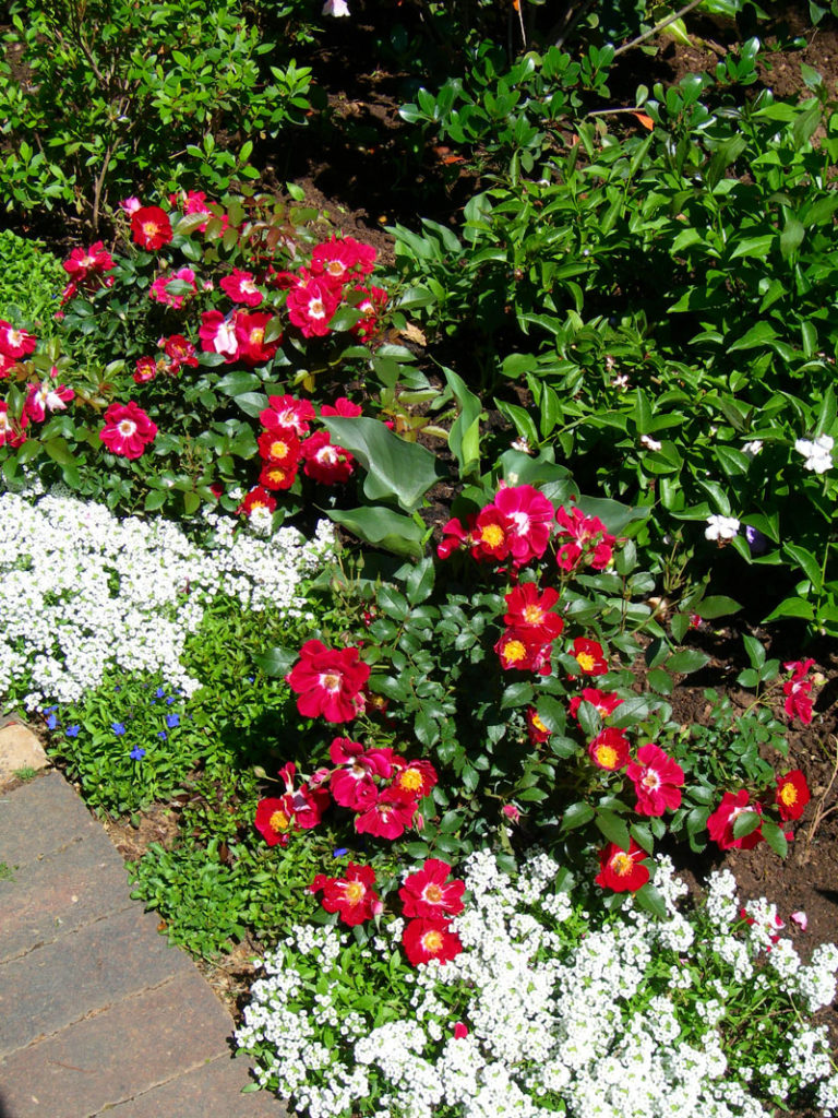 companion planting in the rose garden - Alyssum and lobelia