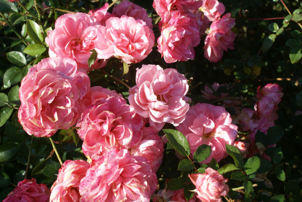 10 Roses We Know You Ll Love Sa Garden And Home