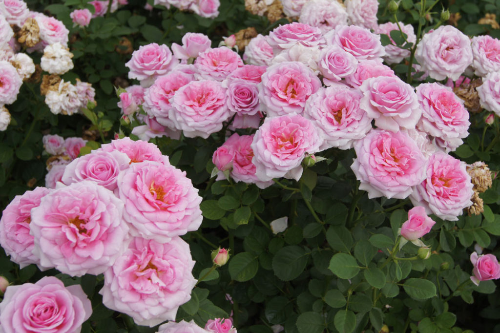 10 Roses We Know You Ll Love Sa Garden And Home