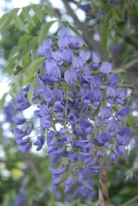 BOLUSANTHUS SPECIOSUS (tree wisteria)