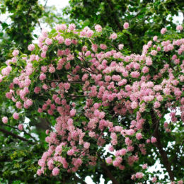 DAIS COTINIFOLIA (pompon tree)