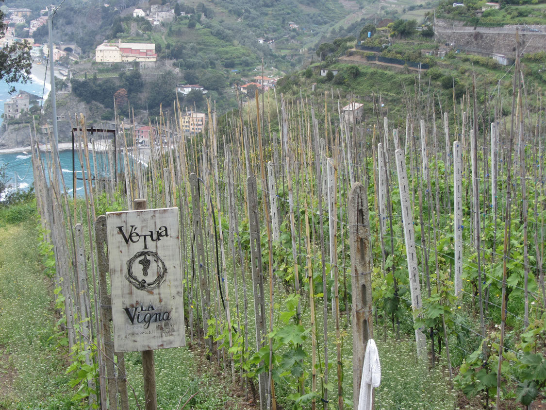 Stroll through the vineyards on the way up the hill. 