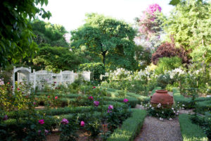 How to plant a rose garden focal point
