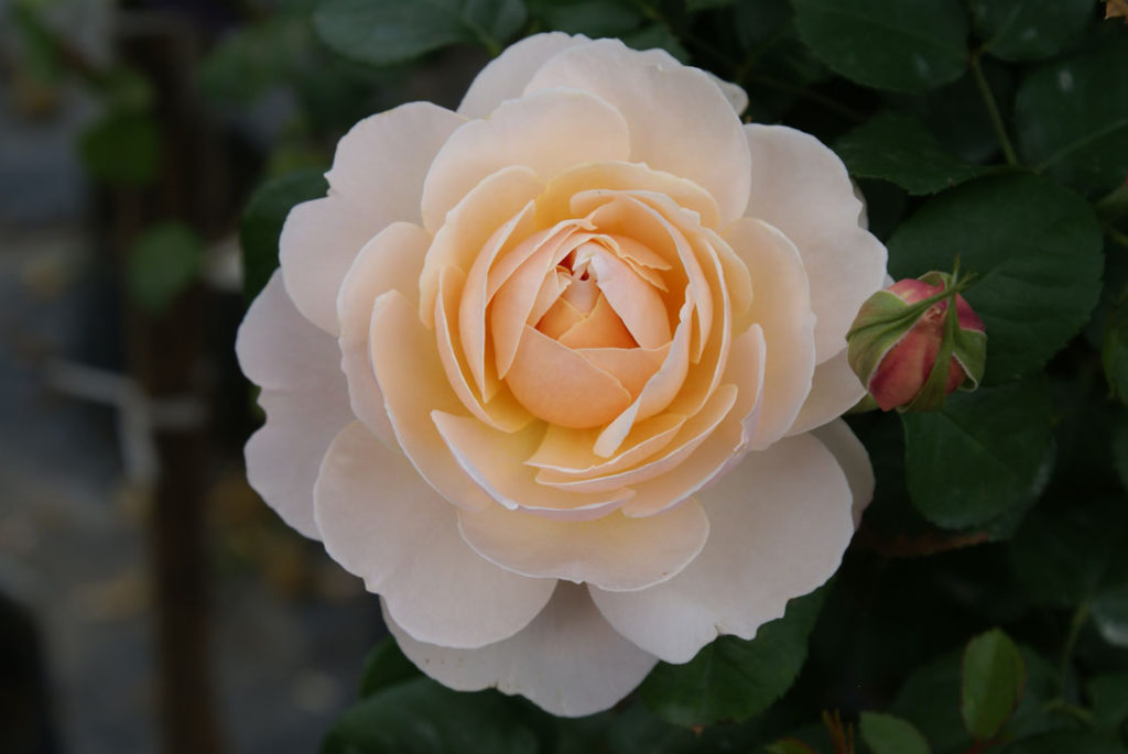Garden and Home - grow roses