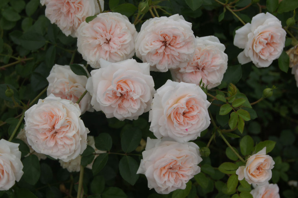 Granny Dearest - grow roses