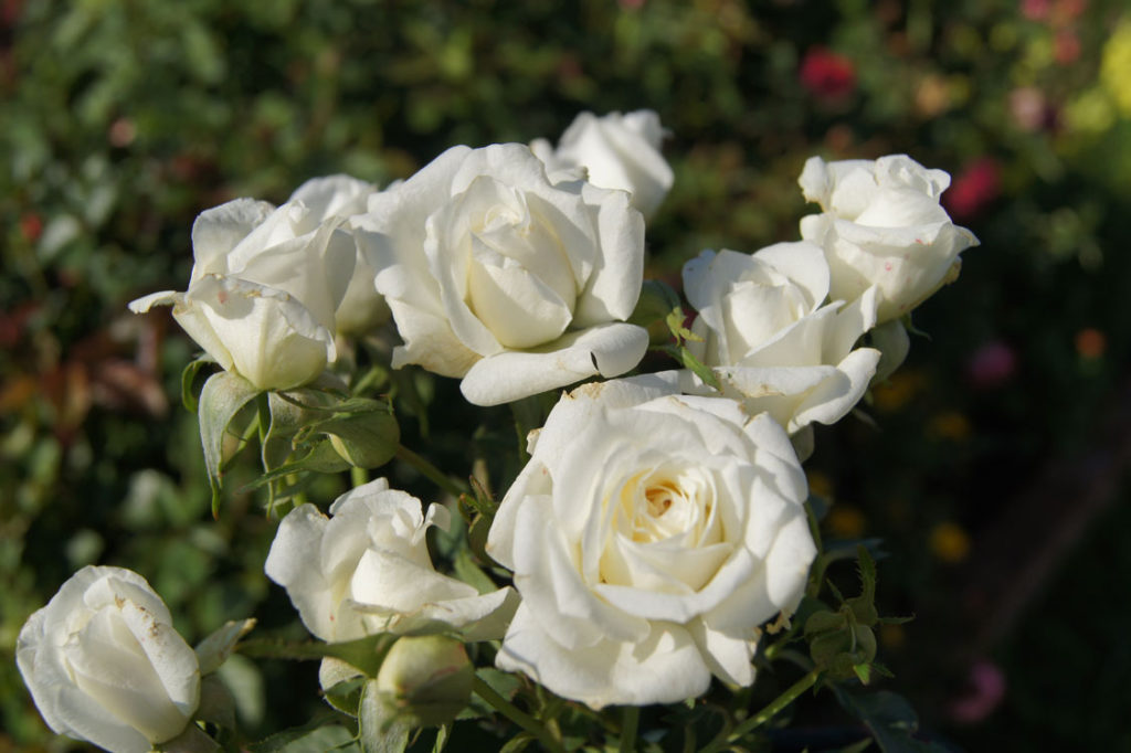 White Figurine - grow roses