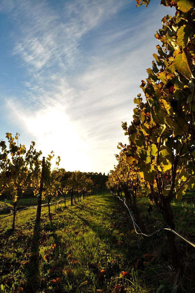 Enjoy perfect Pinot Noir and bubbly at Sonoma wineries. 
