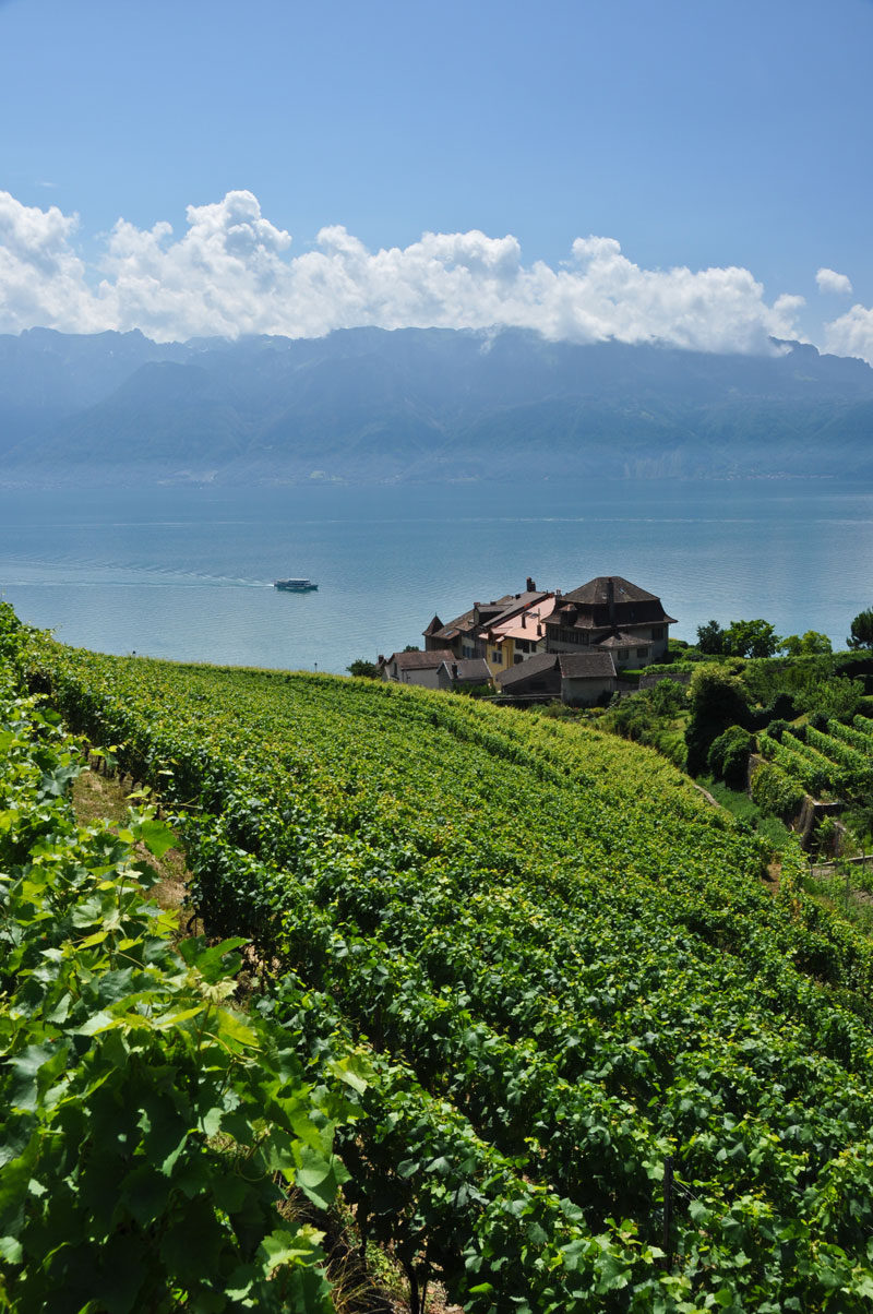 The vineyards of Lavaux tumble down to Lake Geneva.