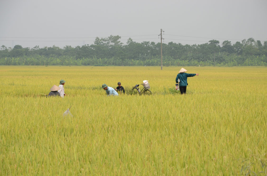 RICE, AN IMPORTANT STAPLE AND MAJOR EXPORT, IS STILL FARMED IN THE TRADITIONAL WAY.