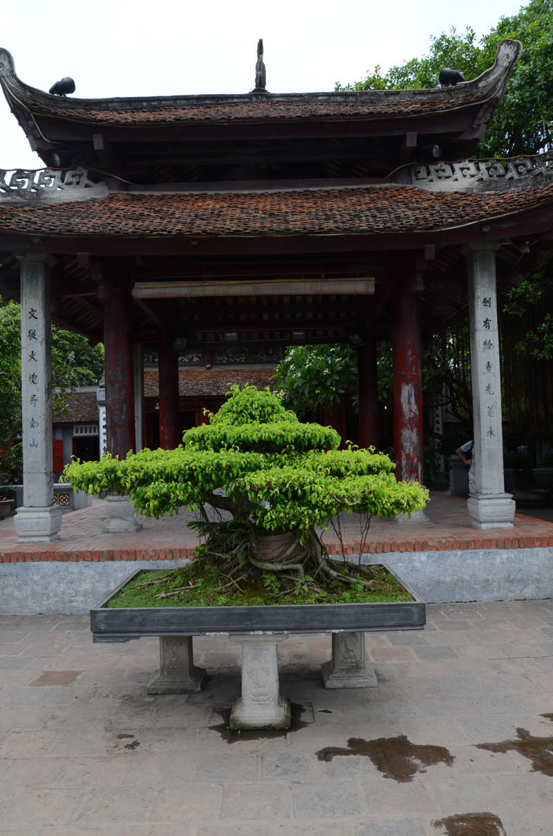 VENERABLE BONSAI TREES CREATED FROM FIG TREES, FICUS SPP. OR INDIGENOUS YELLOW WOODS ARE FOUND AT MOST TEMPLES.