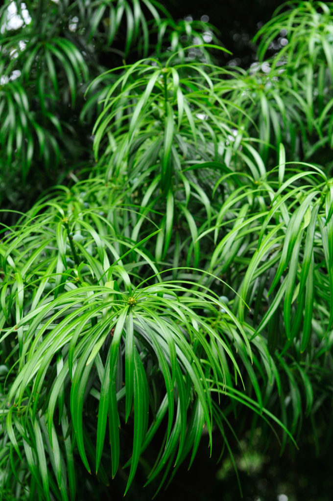 podocarpus-henkelii