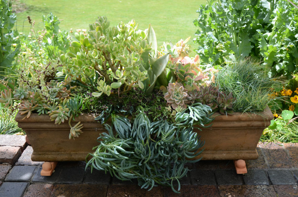 succulents-in-container-3