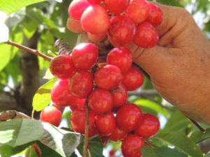 where to pick fruit in south africa fiksburg-cherry-festival