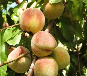 where-to-pick-fruit-peaches