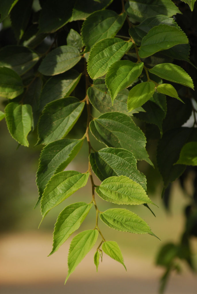celtis-africana-leaves
