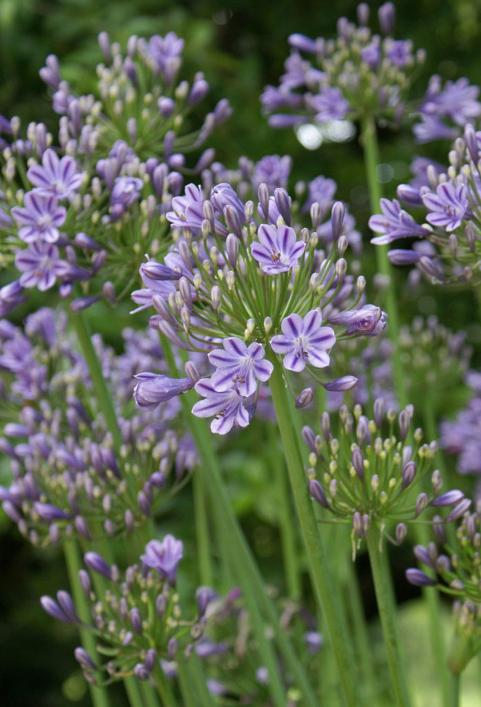 agapanthus -- 6 of the best agapanthus for any garden