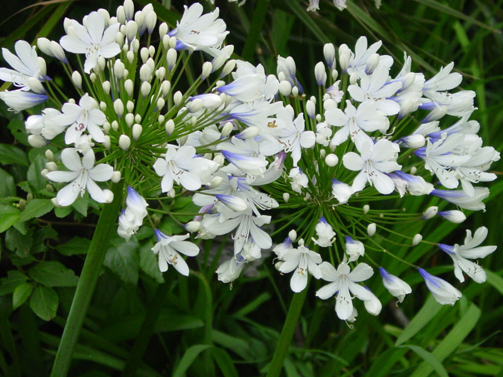 agapanthus -- 6 of the best agapanthus for any garden 4