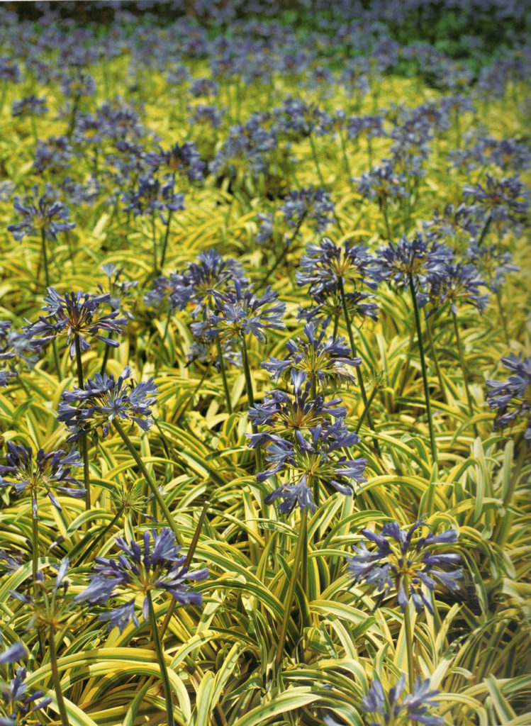 agapanthus -- 6 of the best agapanthus for any garden 2