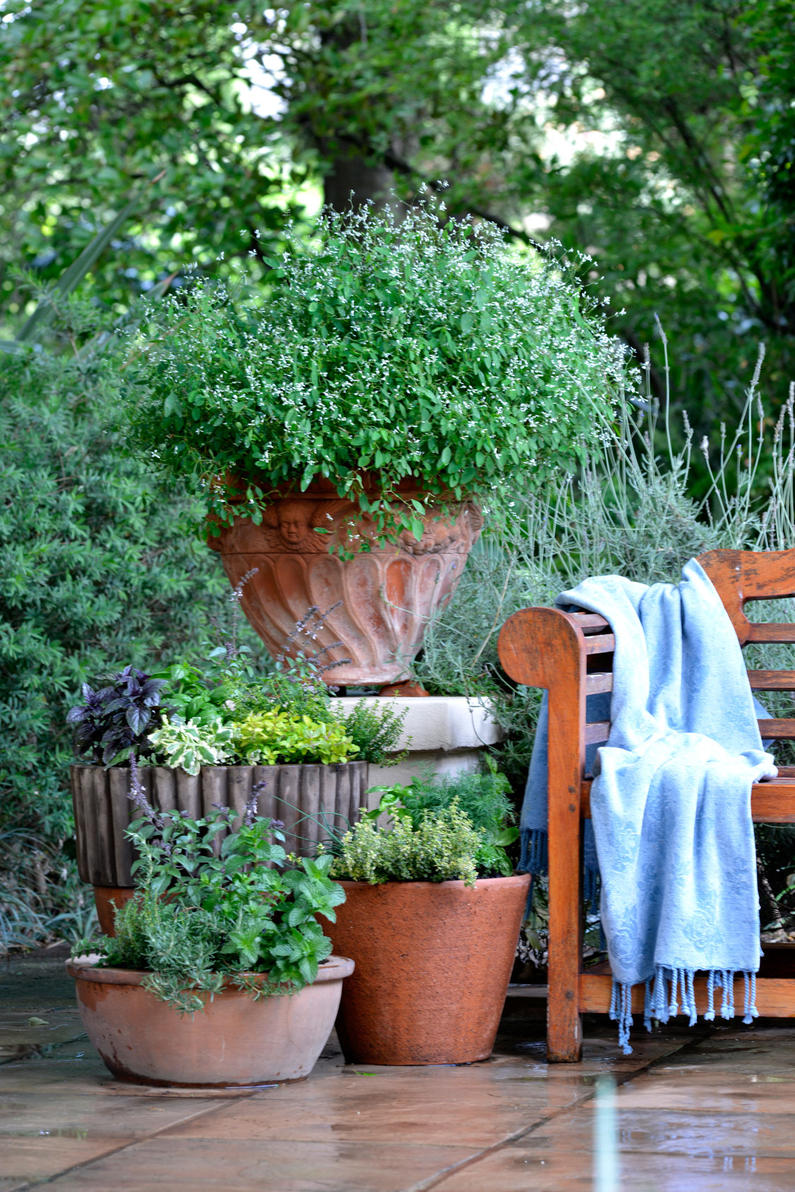7 Steps To Planting A Herb Garden SA Garden And Home