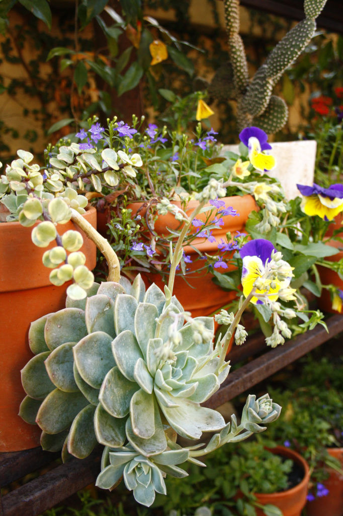 containers -- low maintenance gardening tips -- Garden and Home
