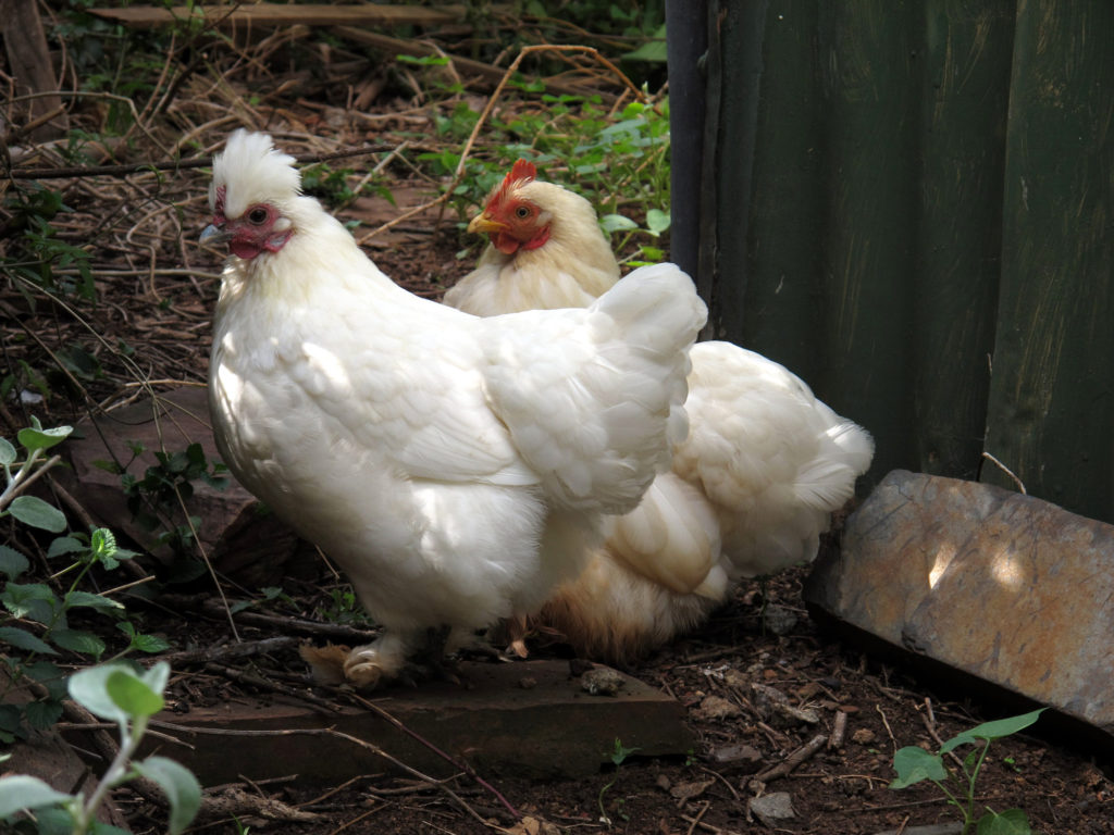 keeping chickens in your garden