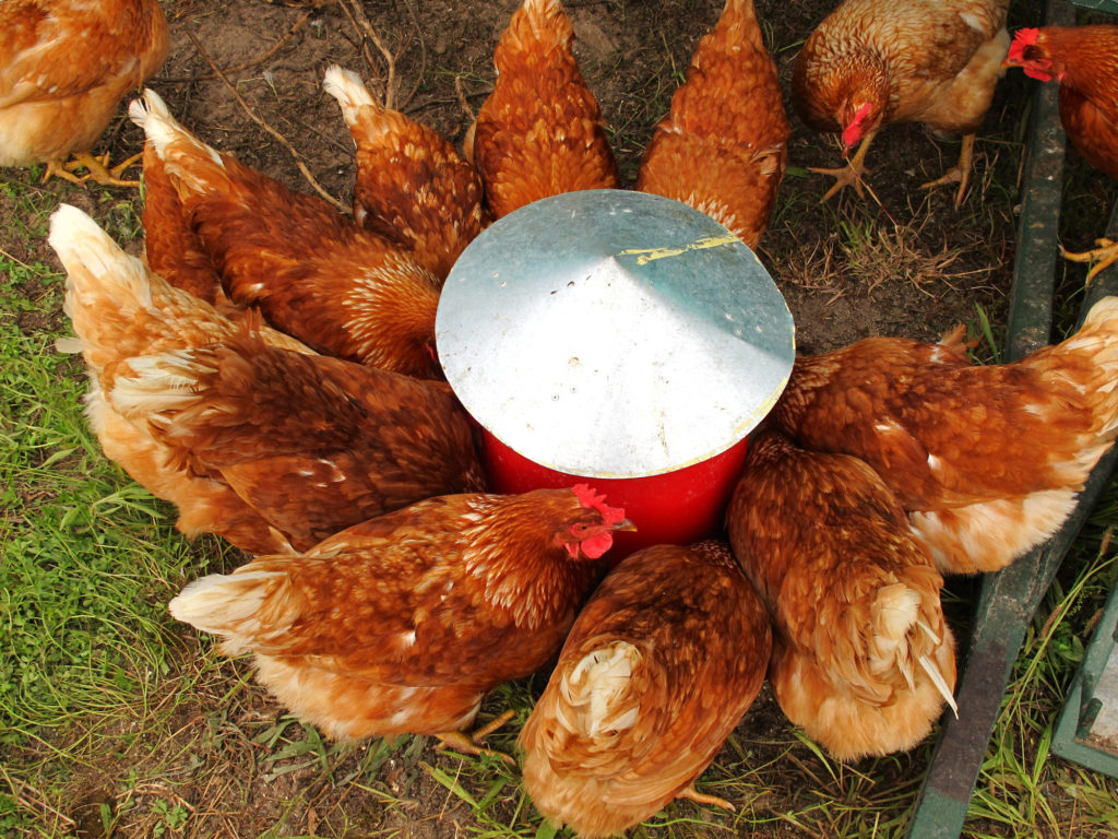 keeping chickens in your garden