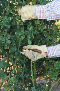 Rose-pruning-step-1