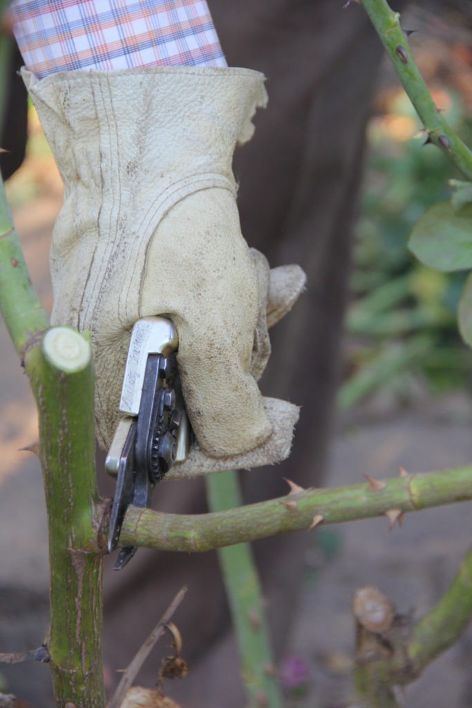 Step-by-step rose pruning guide | SA Garden and Home