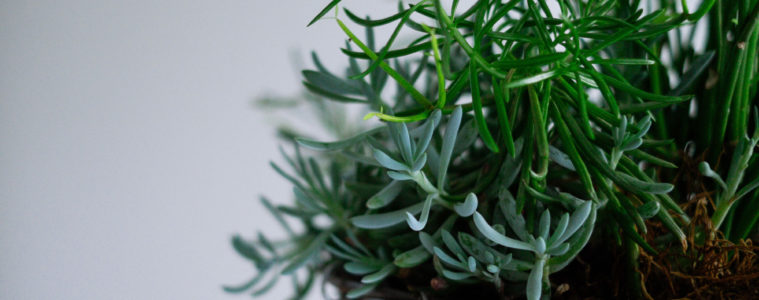keep indoor plants alive during winter