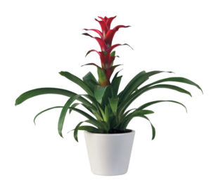 Indoor-plants_Scarlet-star