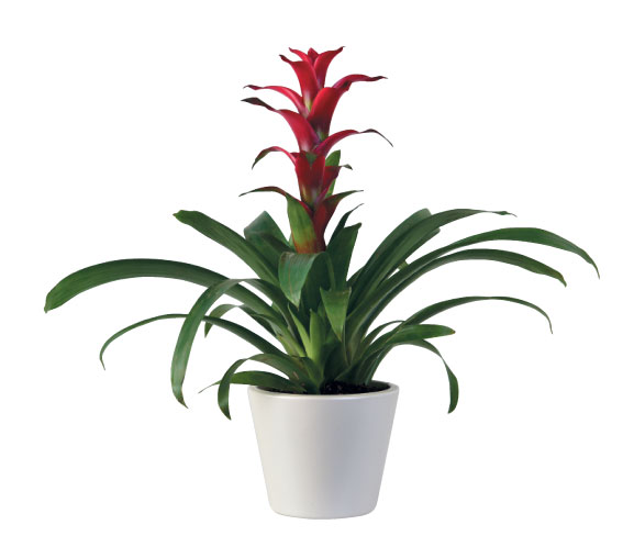 Indoor plants Scarlet star | super hardy indoor plants | indestructible indoor plants