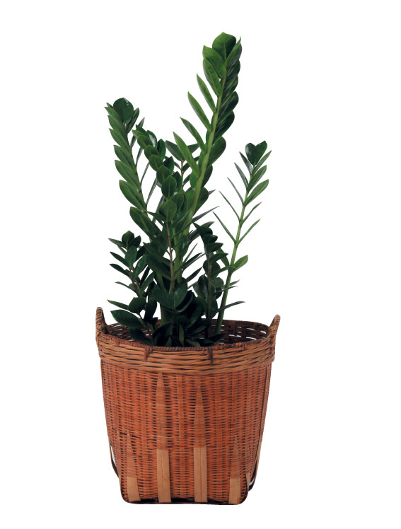Super hardy plants - indestructible plant - ZZ plant