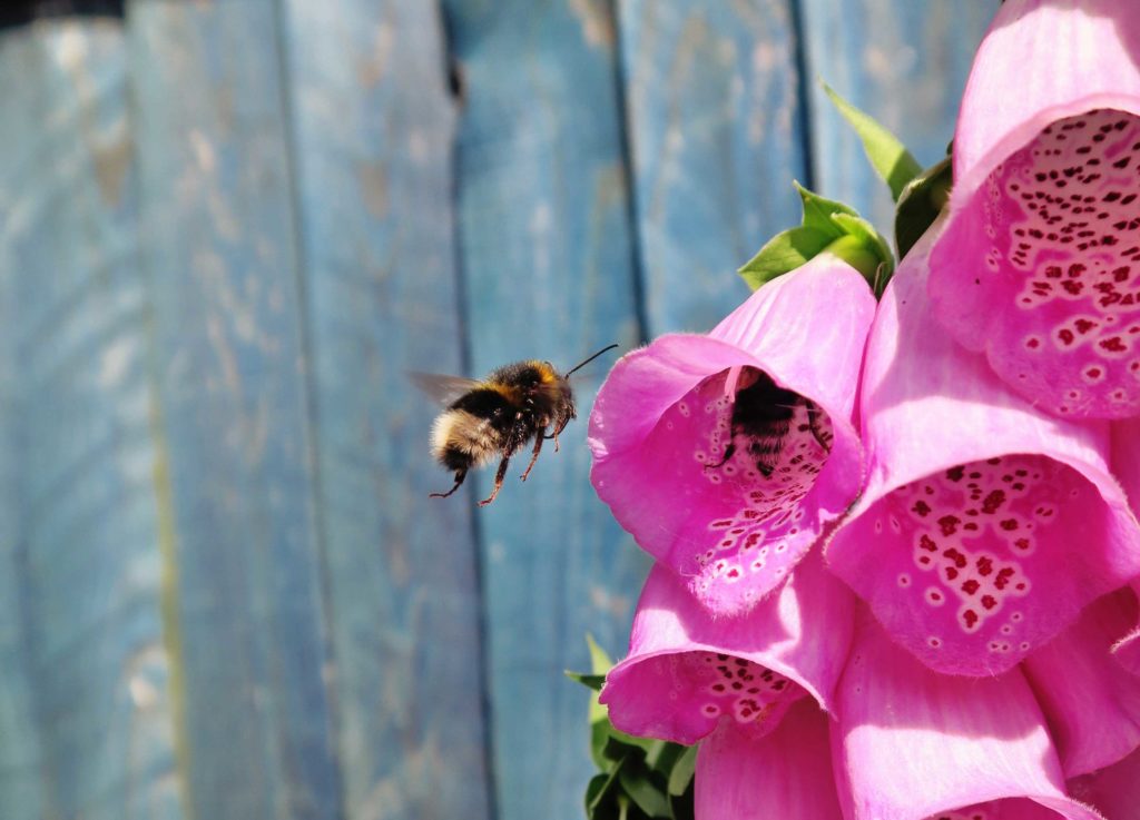 Bee-friendly-garden_foxglove - planting a bee-friendly garden