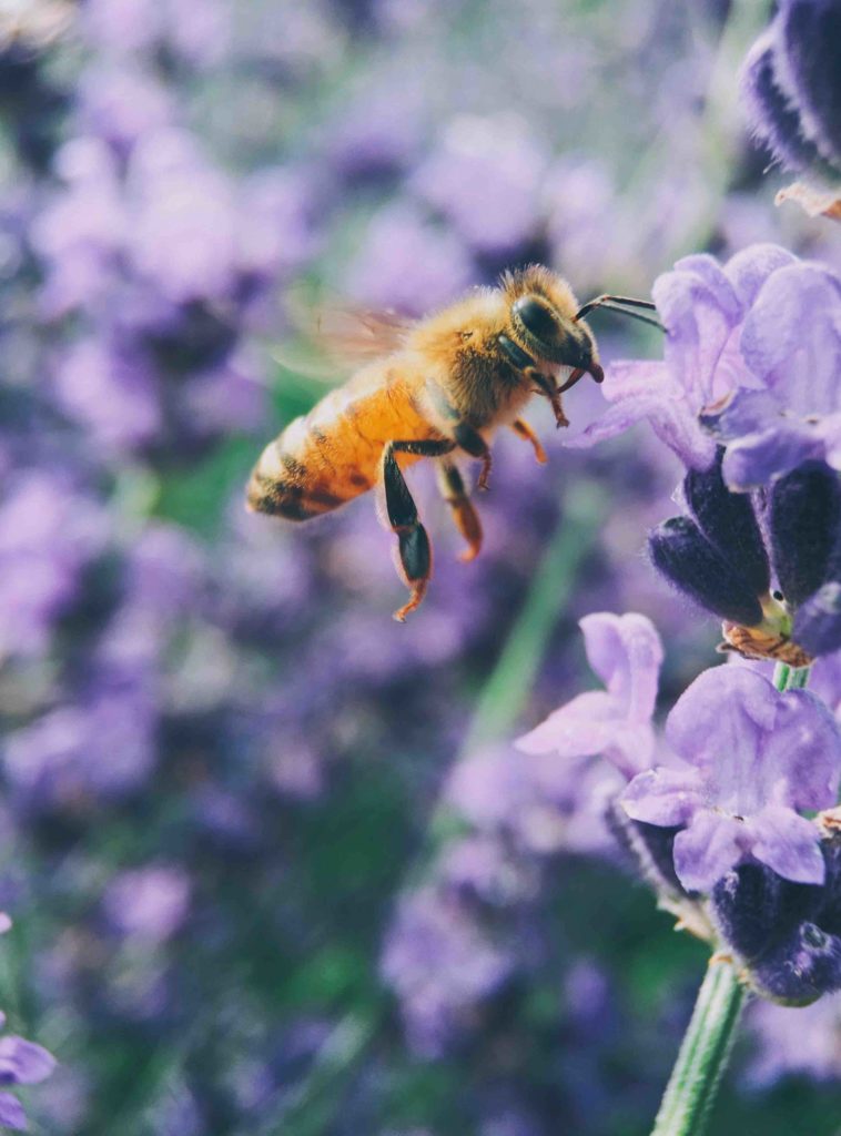 Bee-friendly-garden_lavender - planting a bee-friendly garden
