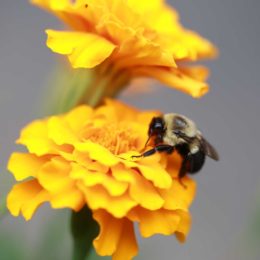 Bee-friendly-garden_marigold